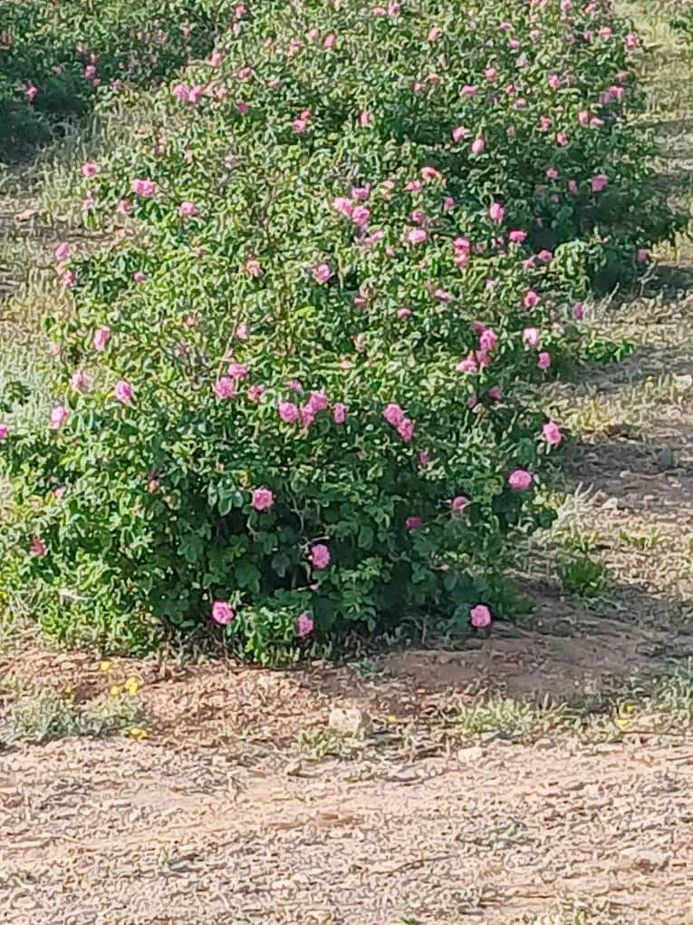 e9900a9f-c168-4caa-87ee-8fe4fd56ff25_11zon